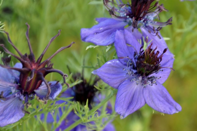 love in a mist closeup