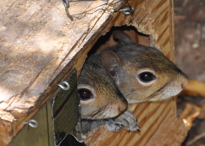 baby squirrels in box