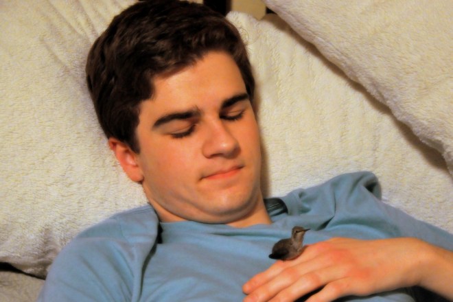 baby Anna's hummingbird