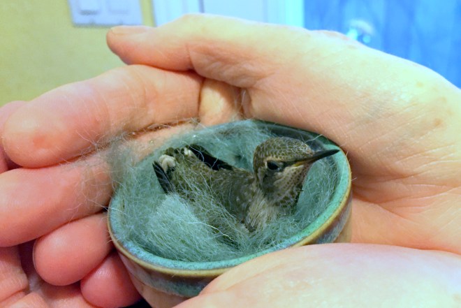 hummingbird in homemade nest