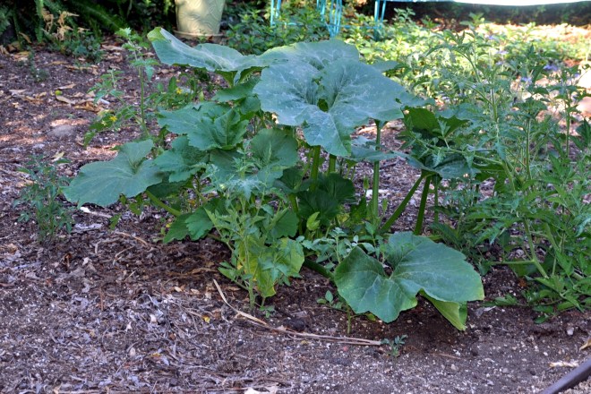 self planted pumpkin and tomatoes