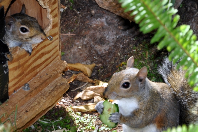 squirrel eating cucumber