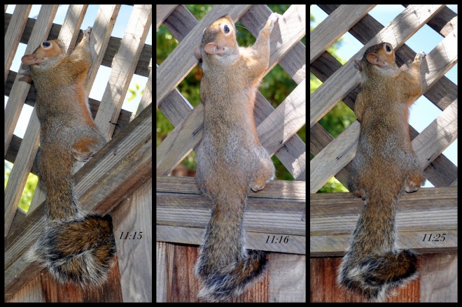 squirrel hanging on to fence collage