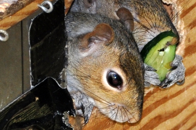 squirrel eating cucumber in box