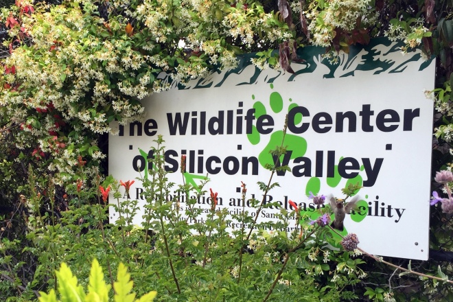 the wildlife center of silicon valley