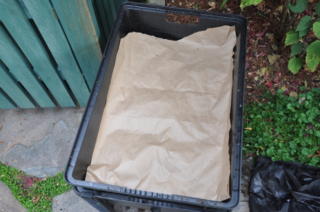 worm bin with paper