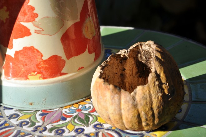 hollow pumpkin shell