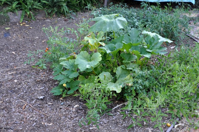 pumpkin and tomatoes