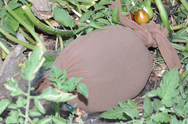 pumpkin under cover-001