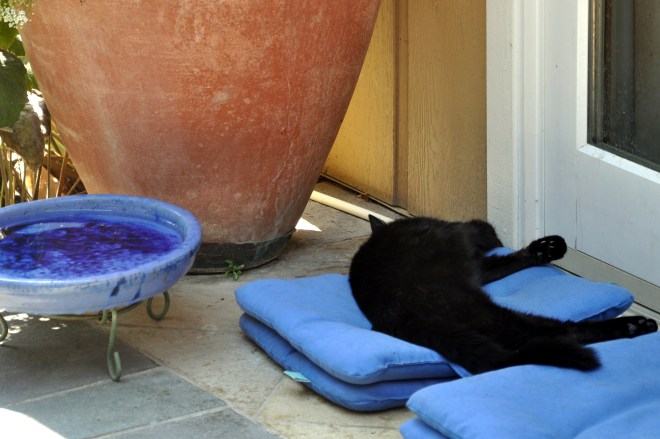 slinky on blue cushions