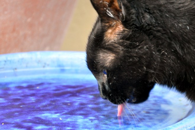 slinky takes a drink