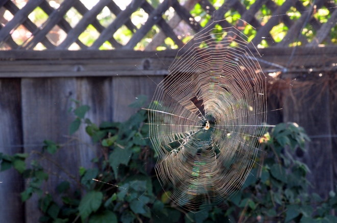 garden spider web