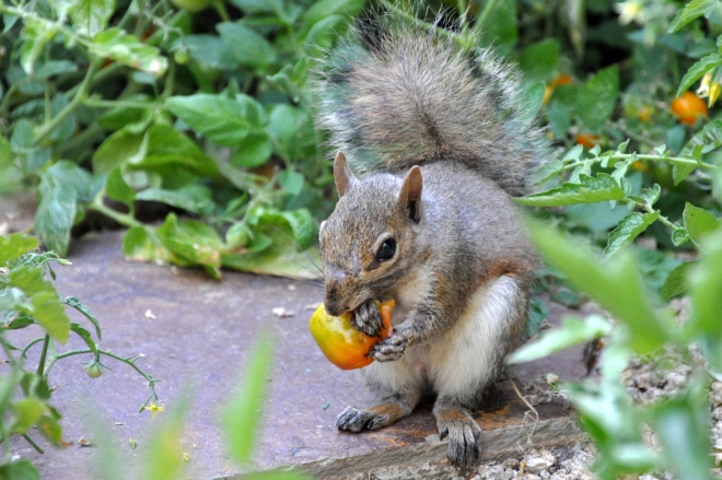 squirrel with tomato