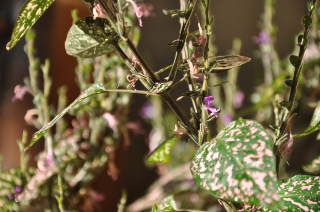 Polka dot plants (Hypoestes phyllostachya)