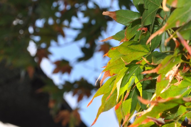 Japanese Maple Acer palmatum