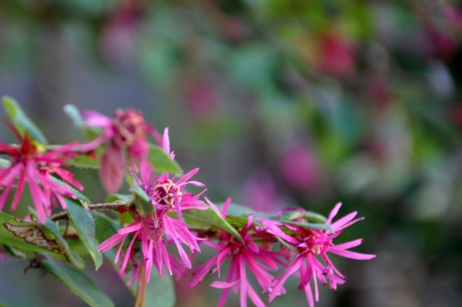 Loropetalum chinense or Chinese Fringe Flower