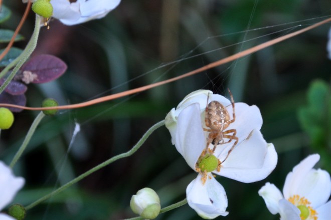 Orb Weaver Spider