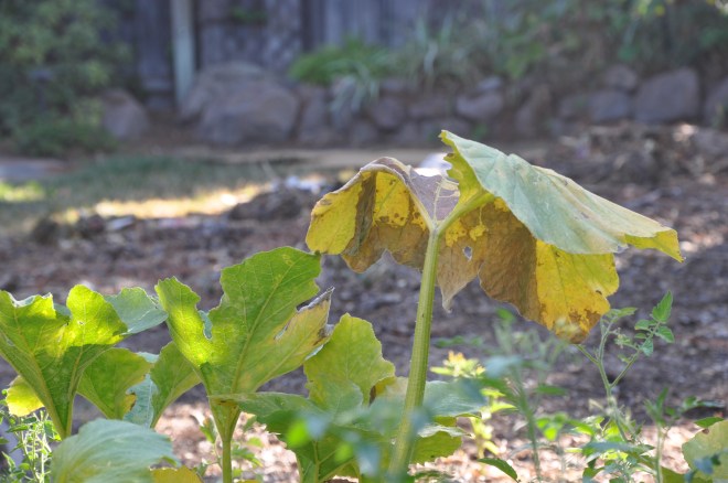 decaying pumpkin leaves