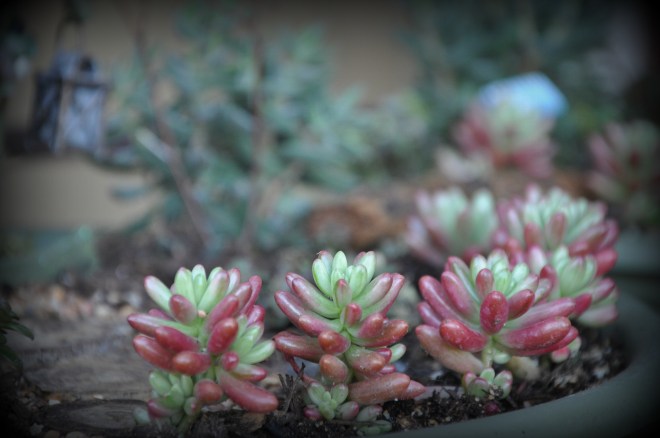 fairy garden succulent fence