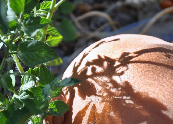 pantyhose clad pumpkin