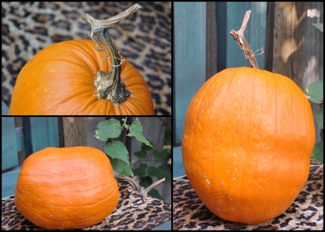 pumpkin collage 2015