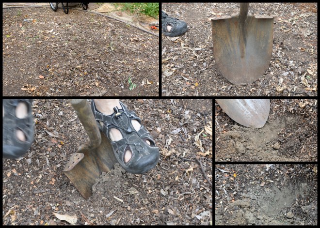 pumpkin patch dry pan