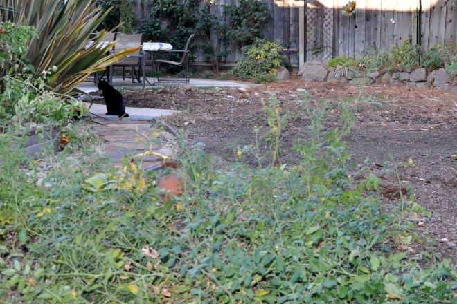 pumpkin and tomatoes