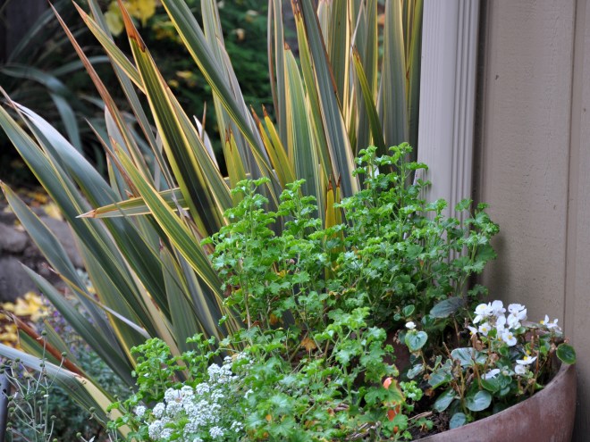 alysum, geranium, begonia and flax