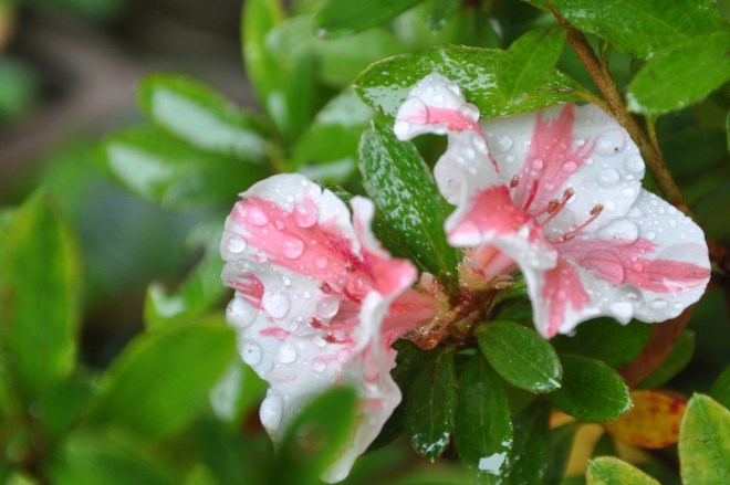 azalea after rain