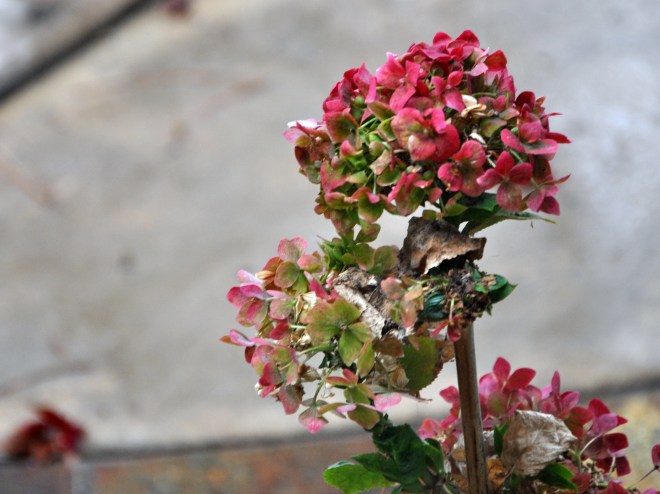 hydrangea cranberry 