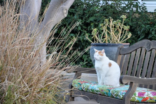 Mouse with eyes closed