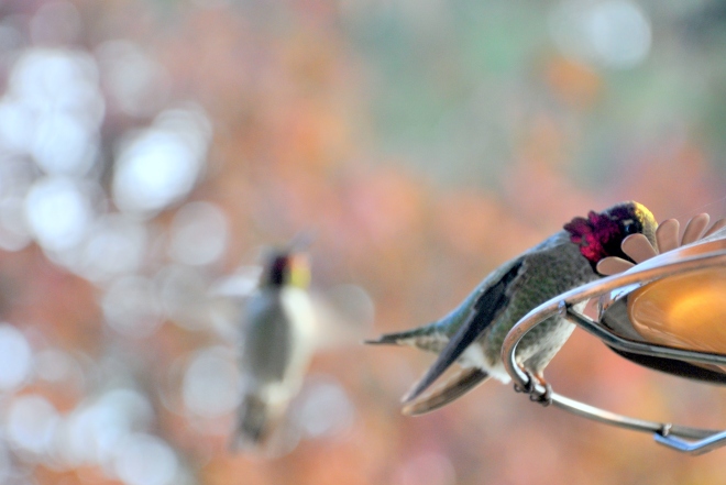pair of hummingbirds at feeder