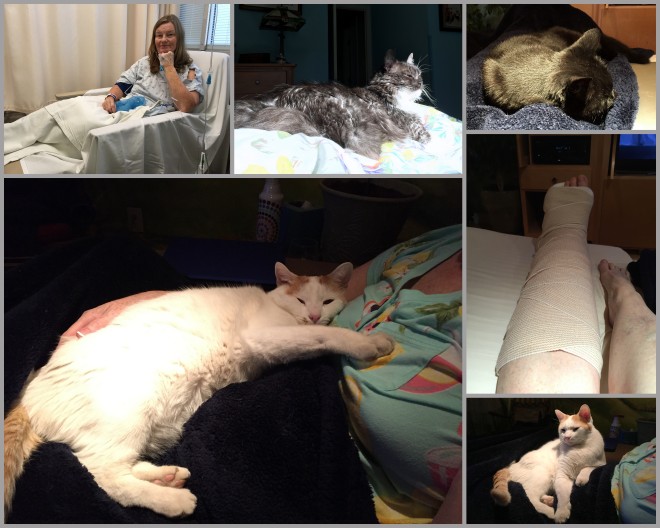 Felines post surgery