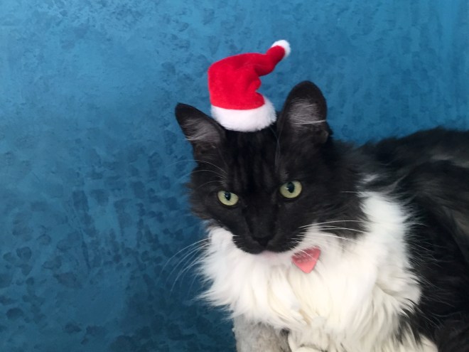 lindy in santa hat