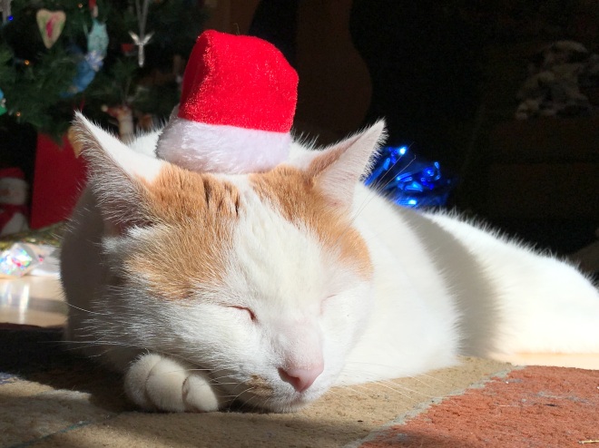 Mouse sleeping with Santa hat 2