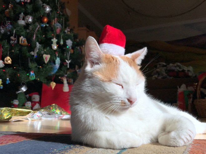 mouse wearing santa hat 1