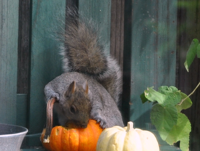 squirrel chewing on pumpkin