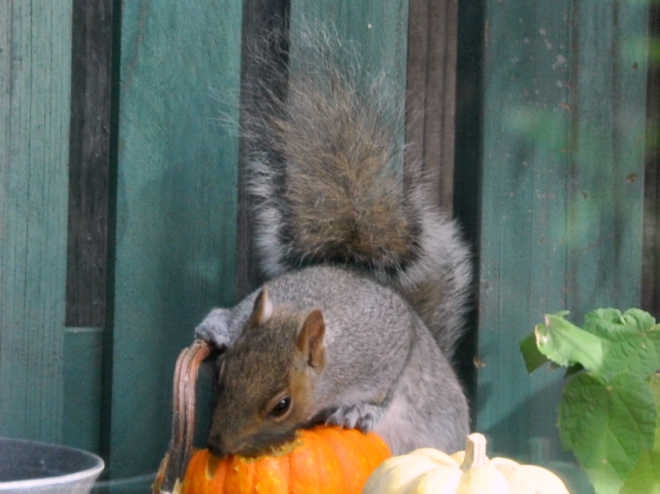 squirrel eating pumpkin 2