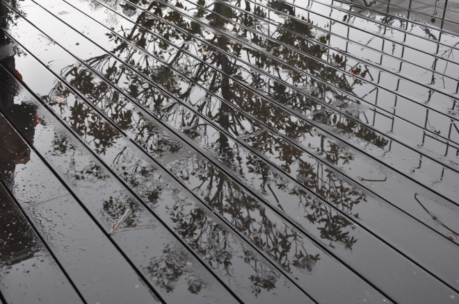 tree reflecting in rain on deck