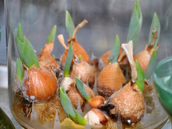 tulip bulbs kitchen window
