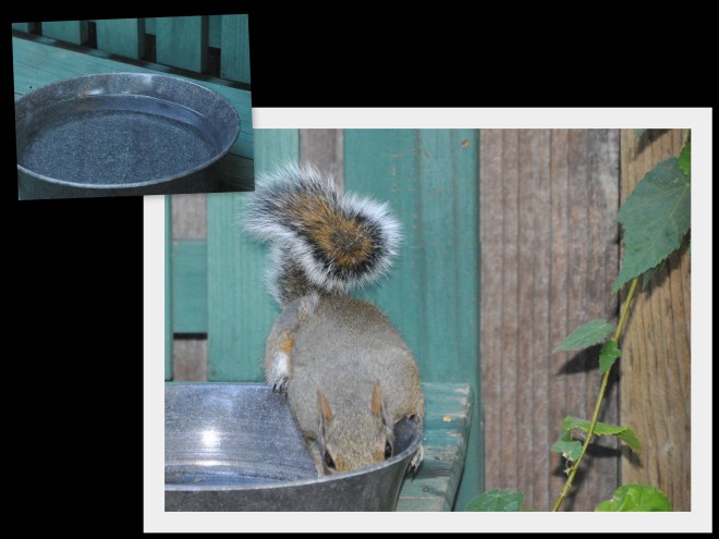  squirrel drinking from bowl
