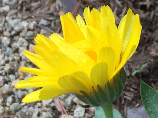 Daisy like yellow flower