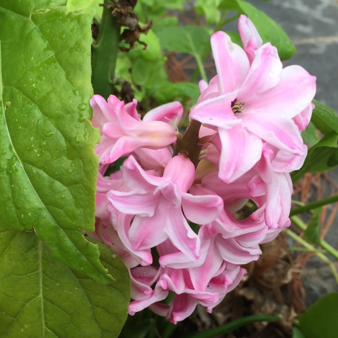 Fragrant Pink Hyacinth