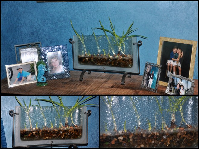 indoor bulbs collage