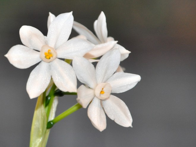 Paper White Narcissus Blooms in the kitchen window