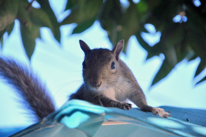 squirrel closeup on umbrella