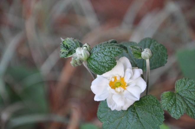 anemone bloom february