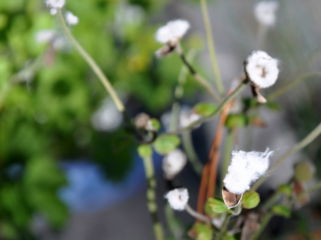 Fluffy Anemone Seed Heads