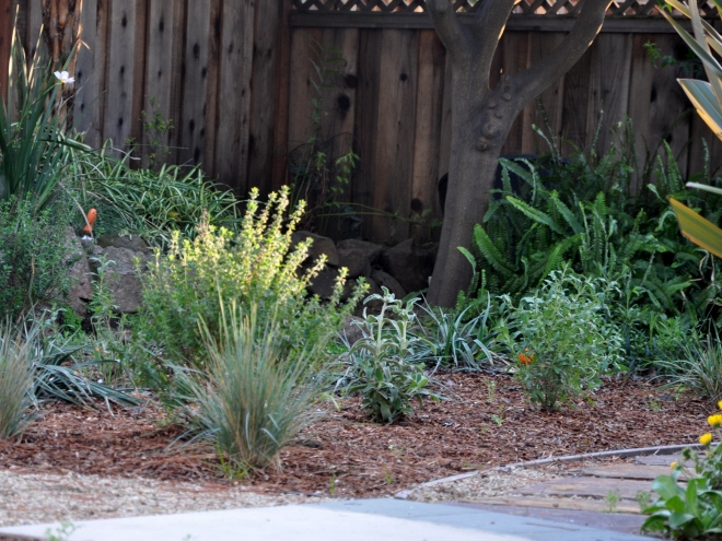 California Native Plants Replace the Lawn