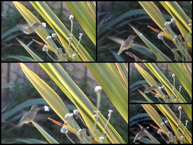 hummingbird collecting fluff
